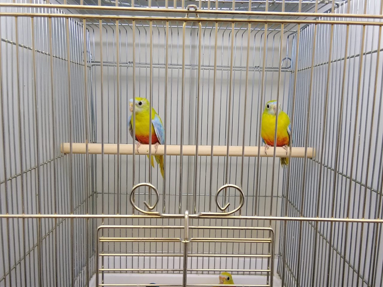 オカメ マメルリハ ヒナ入荷 ２２日再更新 京都の小鳥店 インコ オウム 小鳥 Bird Shop Ten