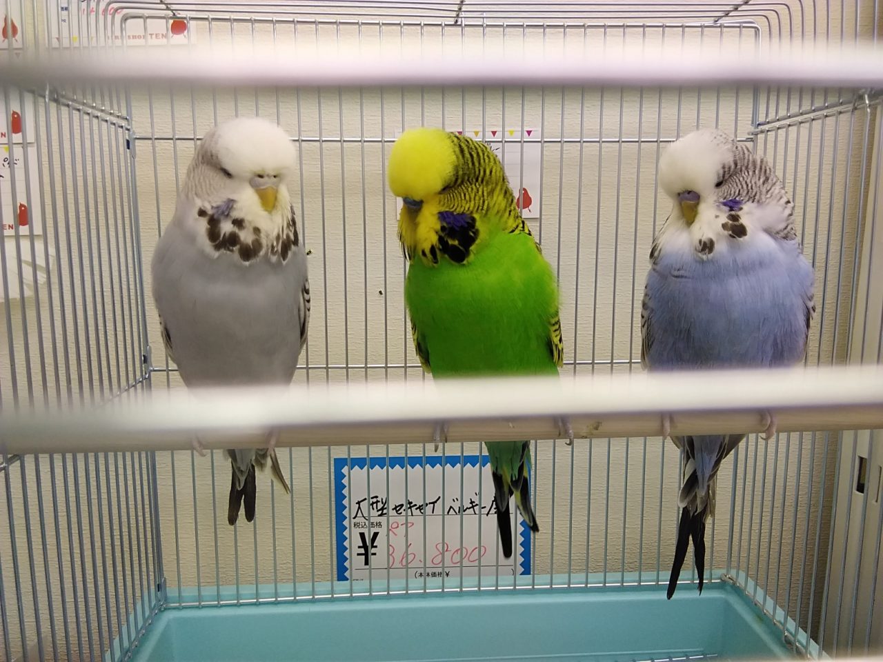 大型セキセイ 親 ヒナ入荷 12日入荷分追加 京都の小鳥店 インコ オウム 小鳥 Bird Shop Ten