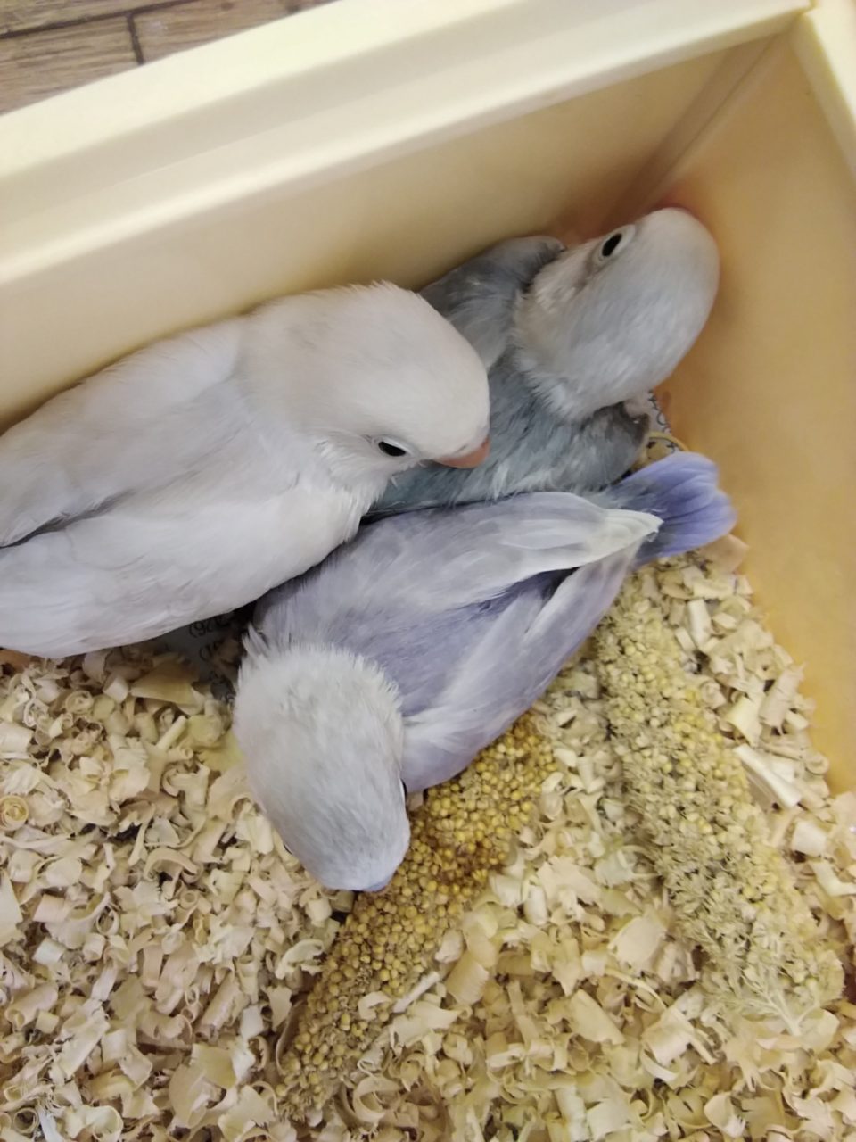 １月高級ボタンインコレアカラー１０ 引き 京都の小鳥店 インコ オウム 小鳥 Bird Shop Ten