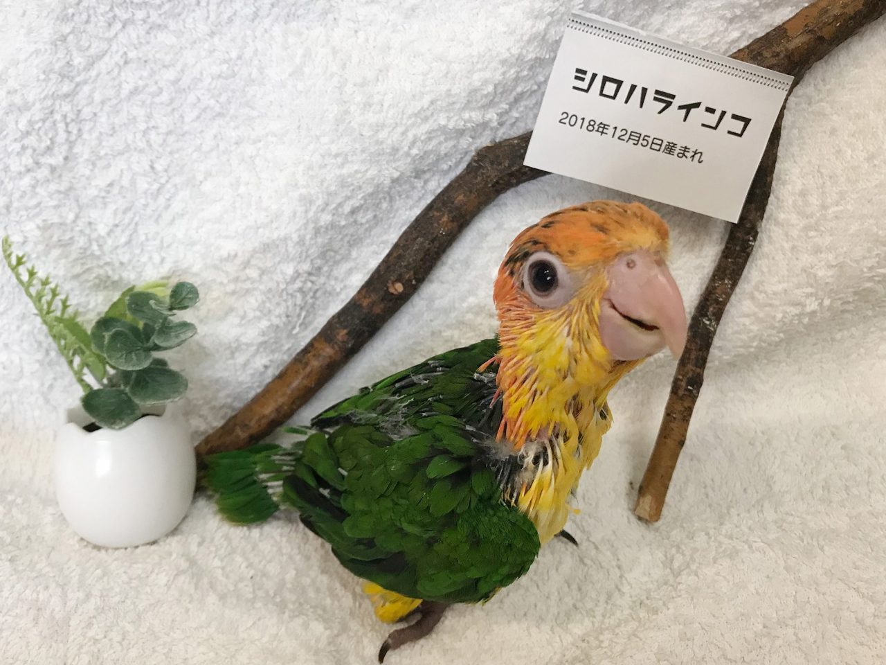 シロハラインコ