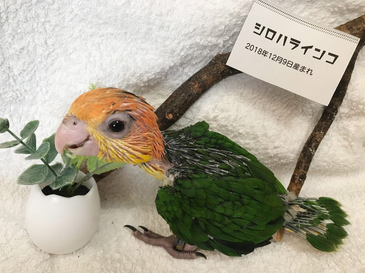 シロハラインコヒナ 京都の小鳥店 インコ オウム 小鳥 Bird Shop Ten