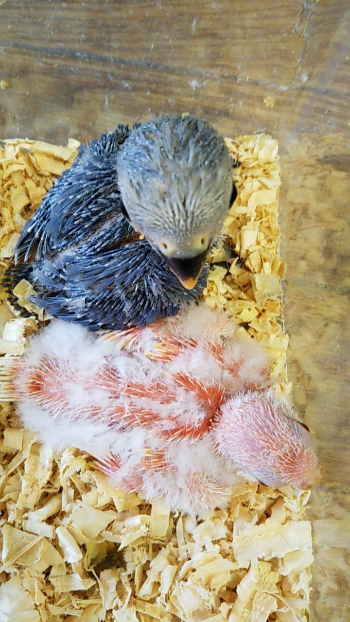 追加 モモイロインコ コガネメキシコ セネガルパロット オキナインコノーマル 大型セキセイヒナ入荷 京都の小鳥店 インコ オウム 小鳥 Bird Shop Ten