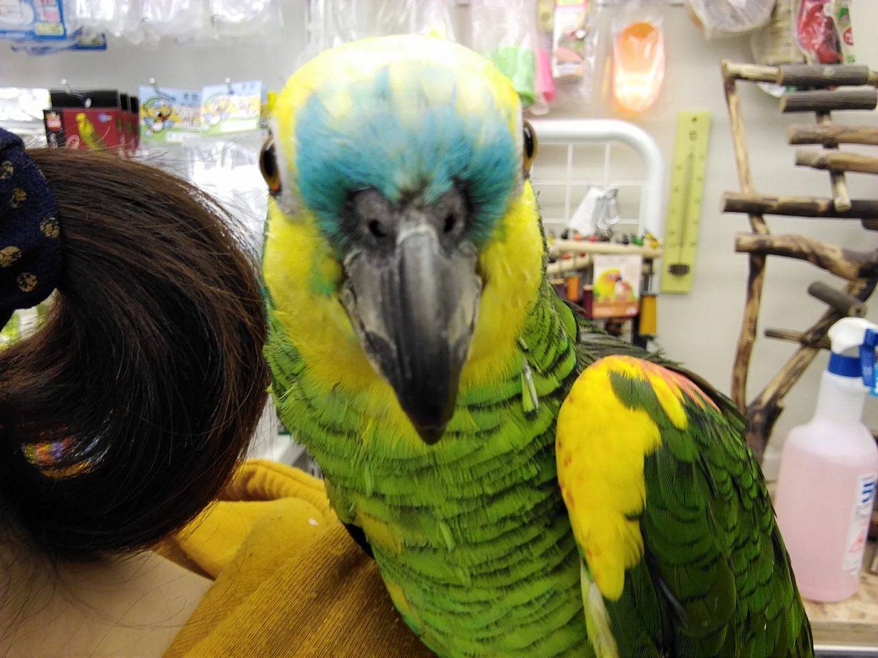 再更新ウロコヒナ入荷 アオボウシインコ 京都の小鳥店 インコ オウム 小鳥 Bird Shop Ten