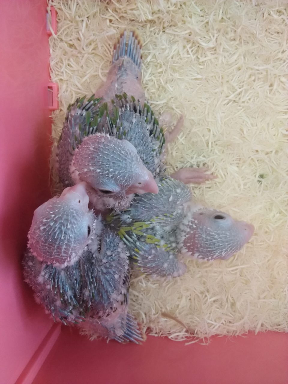 美声インコルビノー 京都の小鳥店 インコ オウム 小鳥 Bird Shop Ten