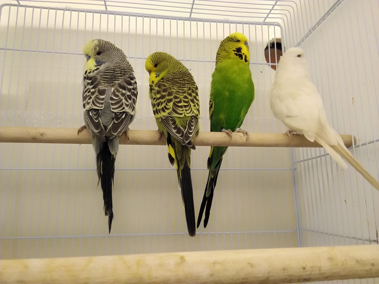 再々更新）入荷ご案内 | 京都の小鳥店（インコ、オウム、小鳥）｜BIRD