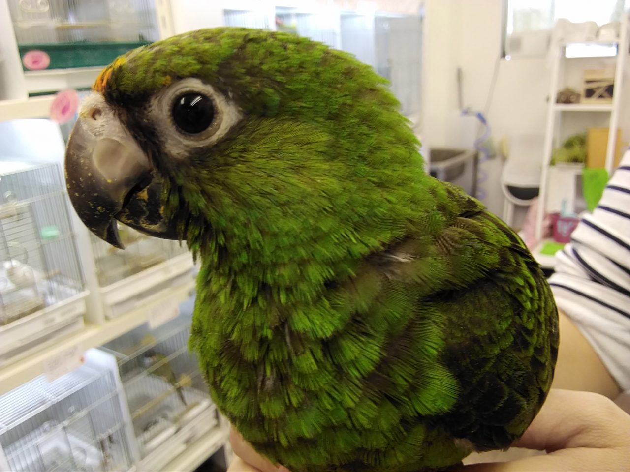 入荷のヒナ写真 京都の小鳥店 インコ オウム 小鳥 Bird Shop Ten