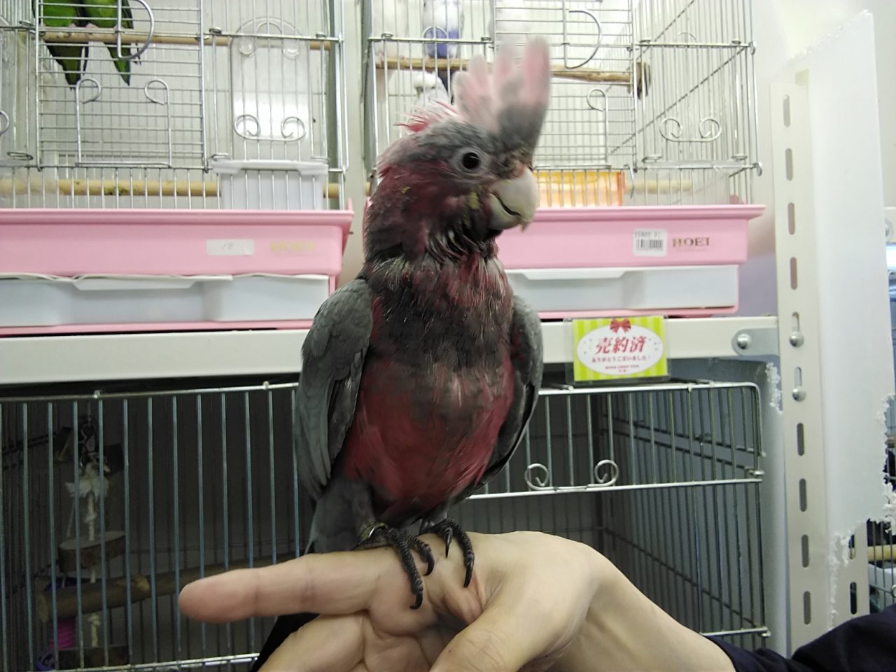 モモイロインコ入荷しました 京都の小鳥店 インコ オウム 小鳥 Bird Shop Ten