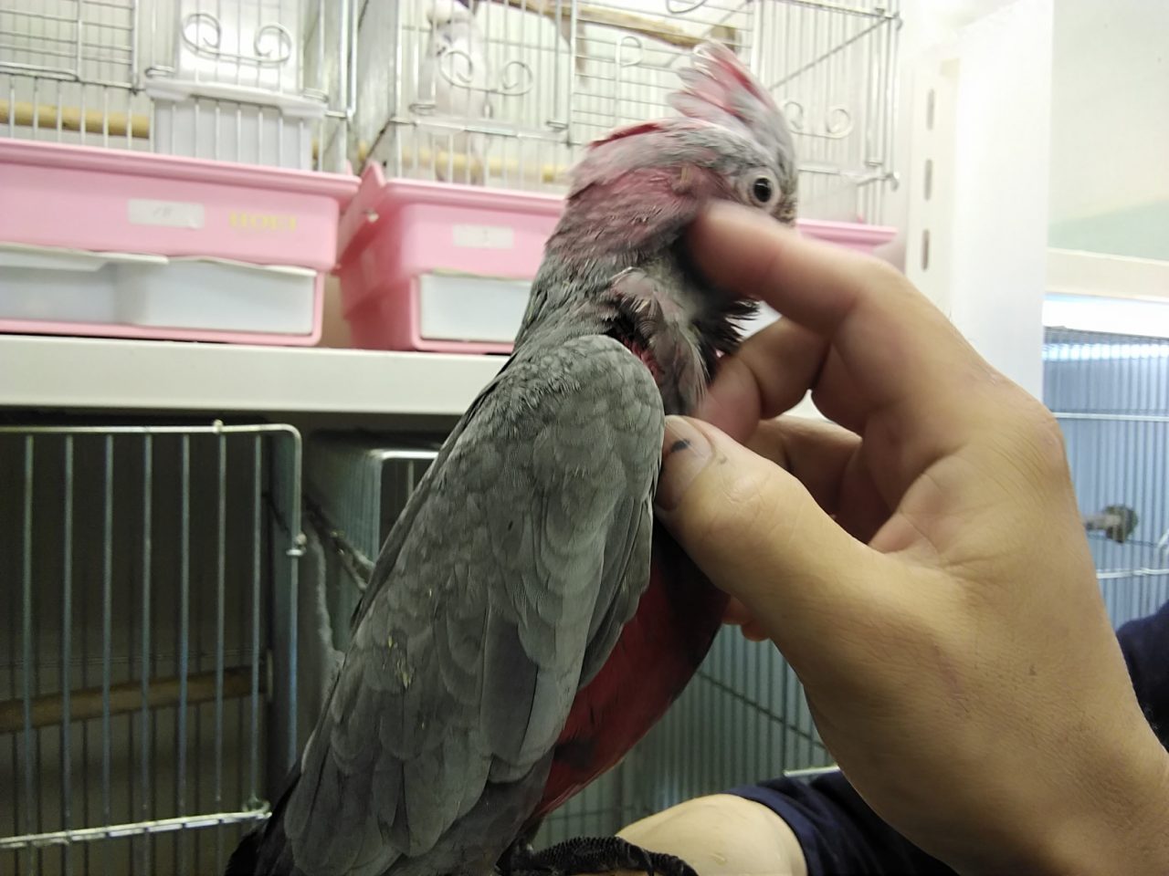 モモイロインコ入荷しました 京都の小鳥店 インコ オウム 小鳥 Bird Shop Ten