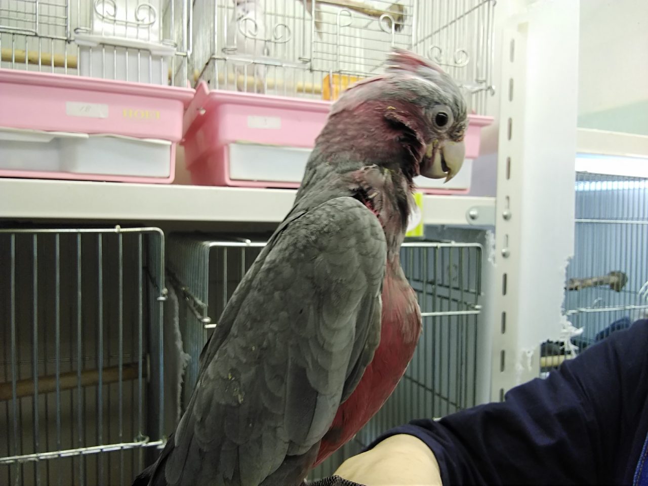 モモイロインコ入荷しました 京都の小鳥店 インコ オウム 小鳥 Bird Shop Ten