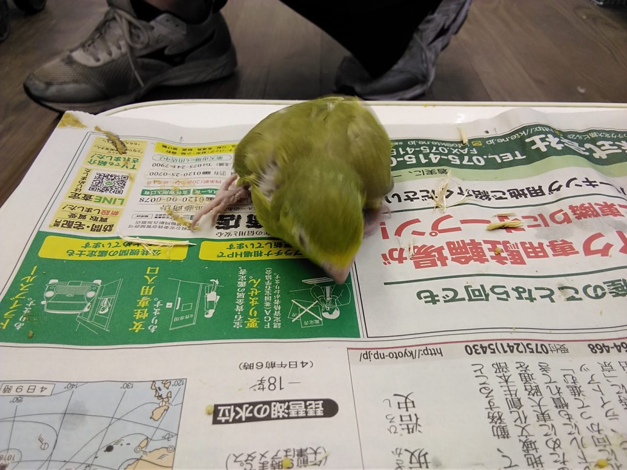 手乗り案内 京都の小鳥店 インコ オウム 小鳥 Bird Shop Ten