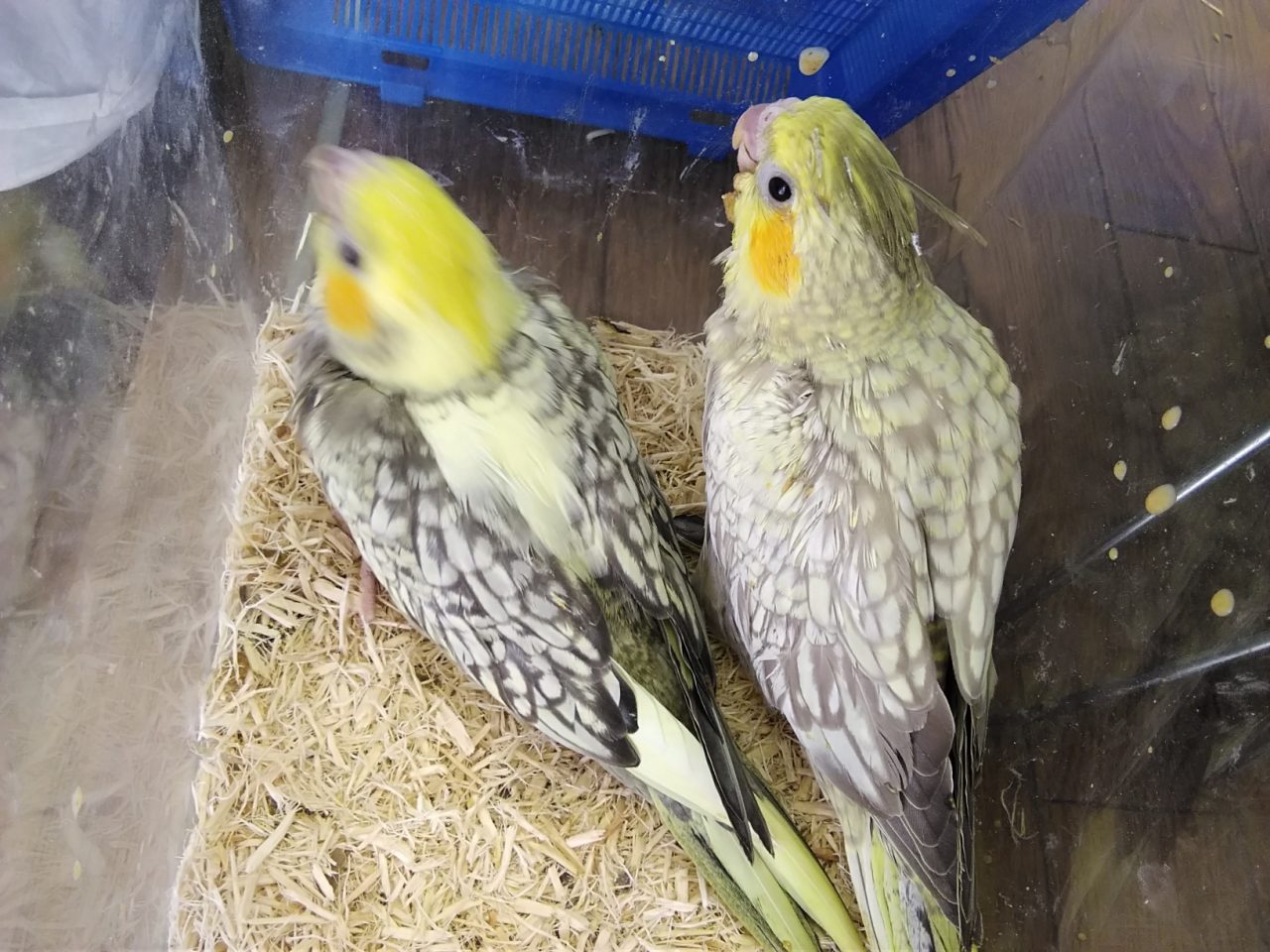 手乗り案内 京都の小鳥店 インコ オウム 小鳥 Bird Shop Ten