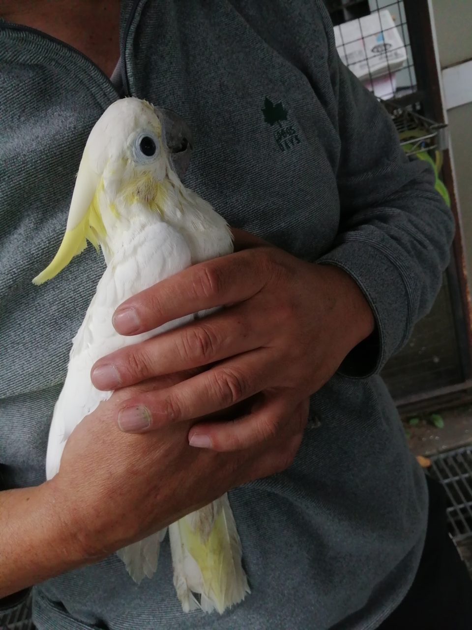 中型大型インコ オウム 小動物用エリザベスカラーLサイズ - 鳥用品