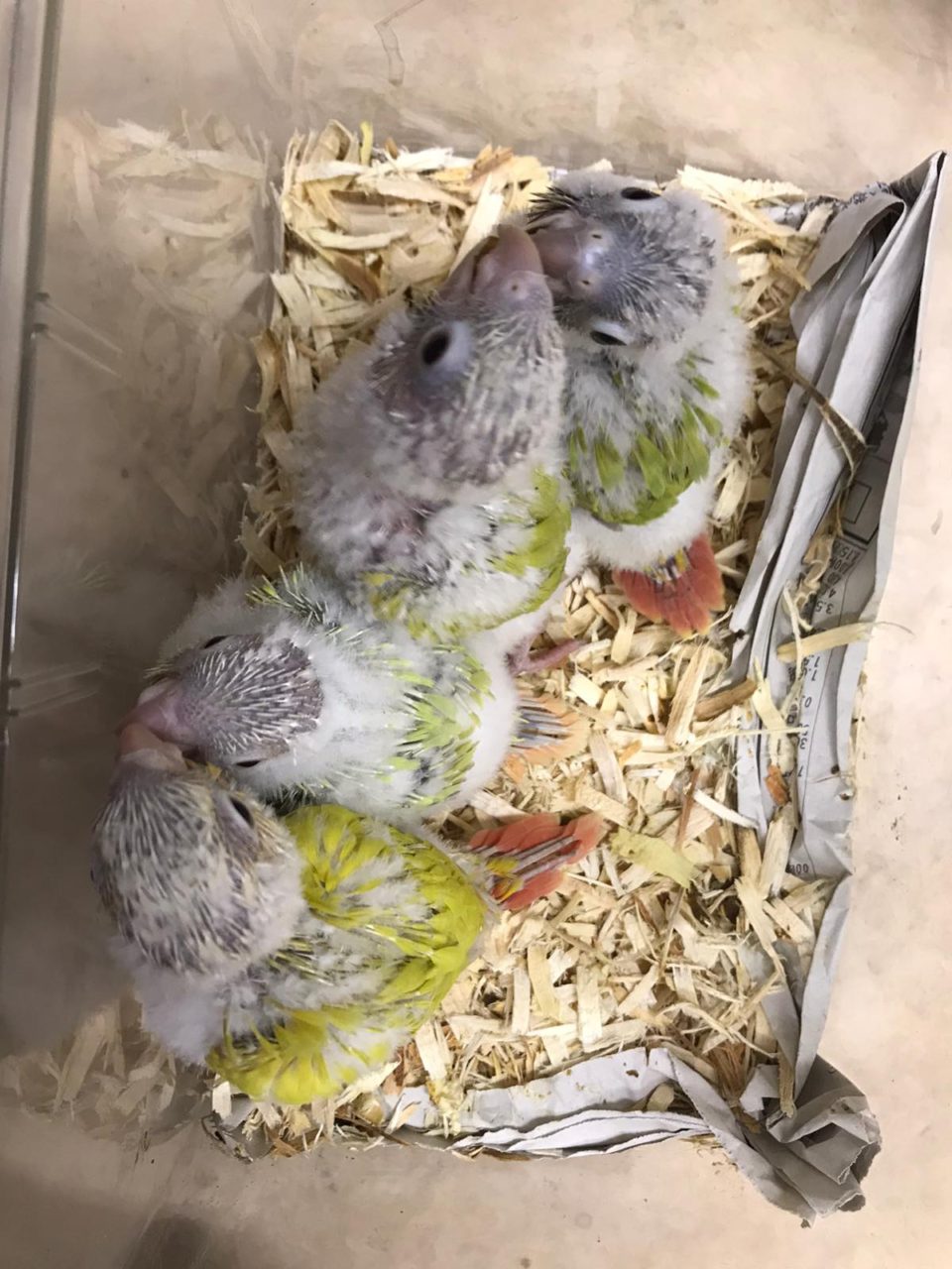 モモイロインコヒナ 高級ウロコインコ 京都の小鳥店 インコ オウム 小鳥 Bird Shop Ten