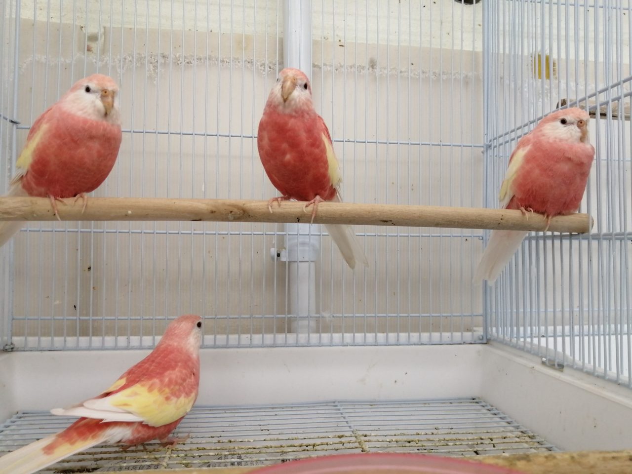 シモフリインコヒナ オカメインコ オキナインコ マメルリハ等々入荷 京都の小鳥店 インコ オウム 小鳥 Bird Shop Ten