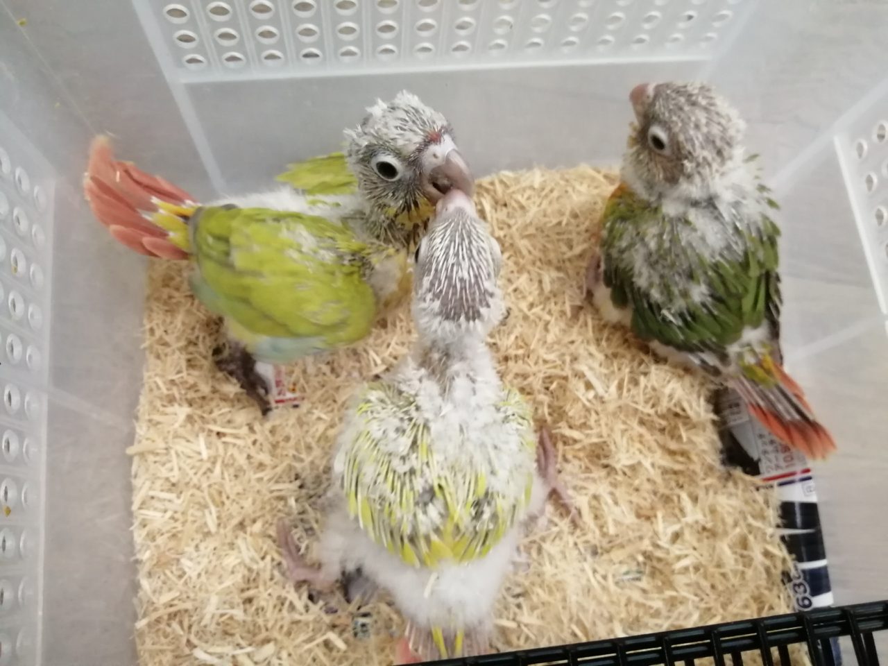 サザナミインコ、ウロコインコ、キバタン随時更新 | 京都の小鳥店 