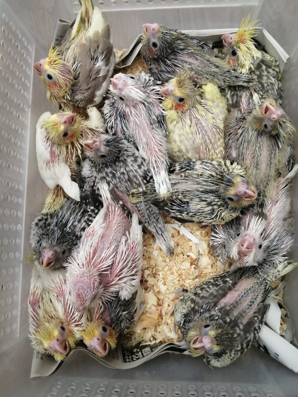 オカメインコ大量入荷 ウロコレアカラーヒナ | 京都の小鳥店（インコ、オウム、小鳥）｜BIRD SHOP TEN