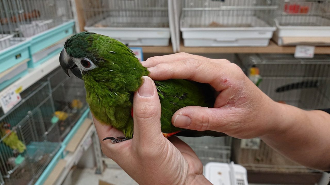 ウロコインコの雛 一羽の価格 - 大分県の家具