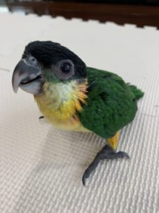 再更新追加入荷シロハラインコ、ズグロシロハラインコ、モモイロインコその他多数 | 京都の小鳥店（インコ、オウム、小鳥）｜BIRD SHOP TEN