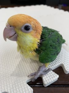 再更新追加入荷シロハラインコ、ズグロシロハラインコ、モモイロインコその他多数 | 京都の小鳥店（インコ、オウム、小鳥）｜BIRD SHOP TEN