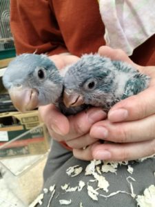 オキナインコヒナ、ウロコインコ、特集 ナナクサインコ、ビセイインコ