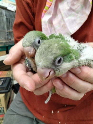 オキナインコヒナ、ウロコインコ、特集 ナナクサインコ