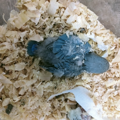 ウロコ オカメインコお店にて特価 京都の小鳥店 インコ オウム 小鳥 Bird Shop Ten