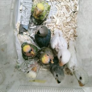 入荷情報 京都の小鳥店 インコ オウム 小鳥 Bird Shop Ten