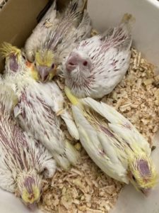 オカメインコ、サザナミイン、文鳥ヒナ入荷 | 京都の小鳥店（インコ 