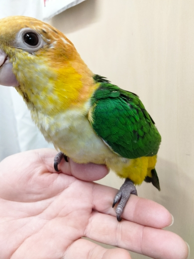 国内ブリードシロハラ、スグロインコ入荷しました。 | 京都の小鳥店（インコ、オウム、小鳥）｜BIRD SHOP TEN