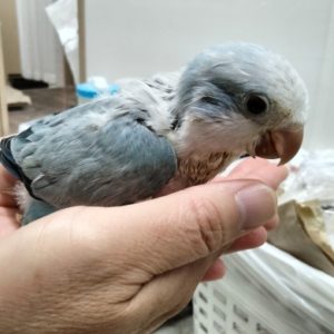 レアカラーオキナ、シロハラ、ズグロシロハラインコ、サザナミインコ