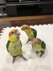 レアカラーオキナ、シロハラ、ズグロシロハラインコ、サザナミインコ