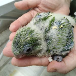 １８日まで特価にてオキナインコ、アカハラウロコ、シロハラインコ等々