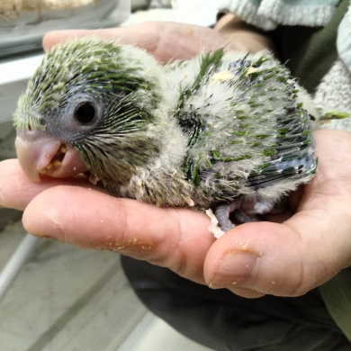 １８日まで特価にてオキナインコ、アカハラウロコ、シロハラ