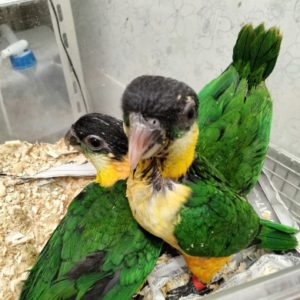 ３月限定ズグロシロハラインコ特価 | 京都の小鳥店（インコ、オウム、小鳥）｜BIRD SHOP TEN