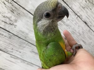 入荷情報 | 京都の小鳥店（インコ、オウム、小鳥）｜BIRD SHOP TEN