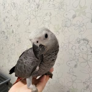 入荷情報 | 京都の小鳥店（インコ、オウム、小鳥）｜BIRD SHOP TEN