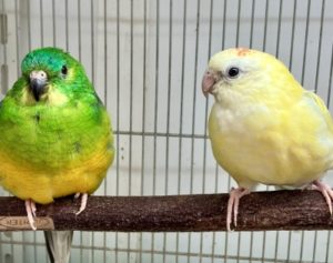 入荷情報 | 京都の小鳥店（インコ、オウム、小鳥）｜BIRD SHOP TEN