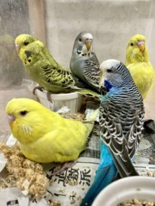 入荷情報 | 京都の小鳥店（インコ、オウム、小鳥）｜BIRD SHOP TEN